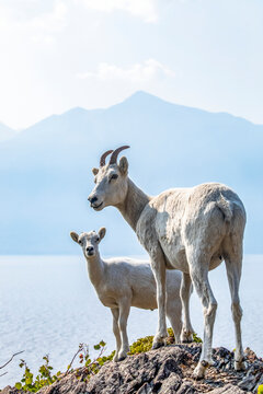 Dall sheep ewe and lamb (Ovis dalli) in the Church Mountains South of Anchorage in South-central Alaska. The sheep are overlooking the ocean waters of Turnagain Arm; Alaska, United States of America