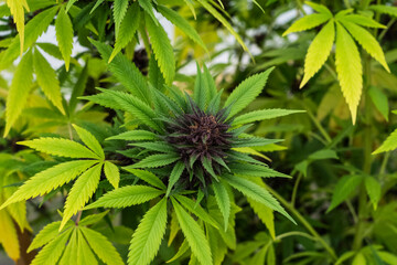 Cannabis flower