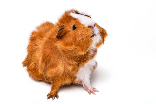 Abysinnian Guinea Pig (Cavia porcellus) on a white background; Studio