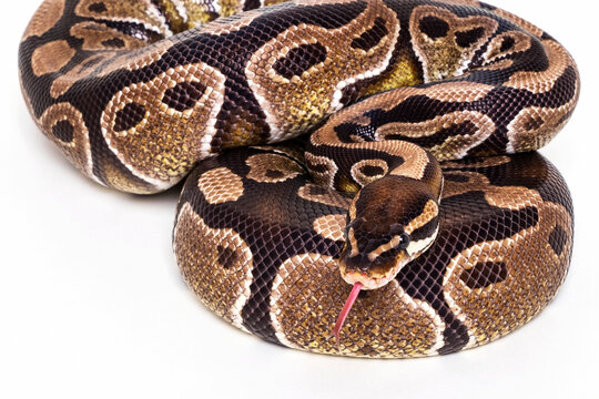 Ball Python (Python regius) posing for the camera on a white background; Studio