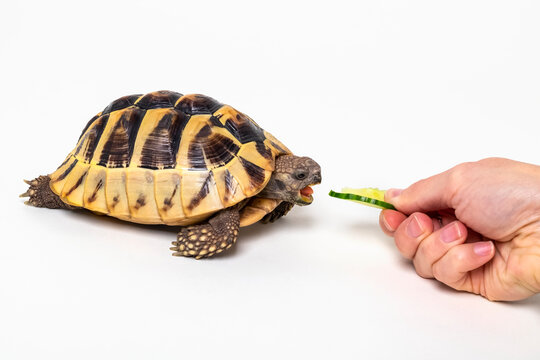 Woman treating a Eastern Hermann's Tortoise (Testudo hermanni boettgeri) with a tasty cucumber slice on a white background; Studio