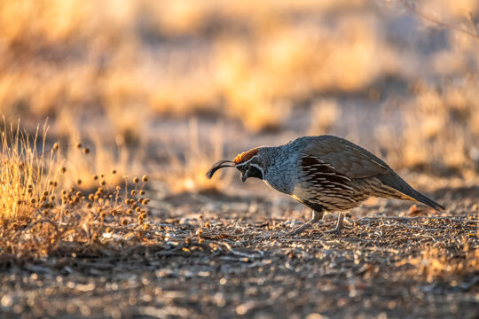 Male Gambel's Quail (Callipepla gamibelli) showing two head plumes searching for food on ground; Casa Grande, Arizona, United States of America