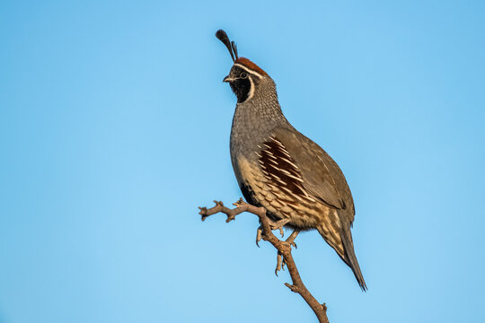 Male Gambel's Quail (Callipepla gamibelli) showing two head plumes perched on bare branch against blue sky; Casa Grande, Arizona, United States of America