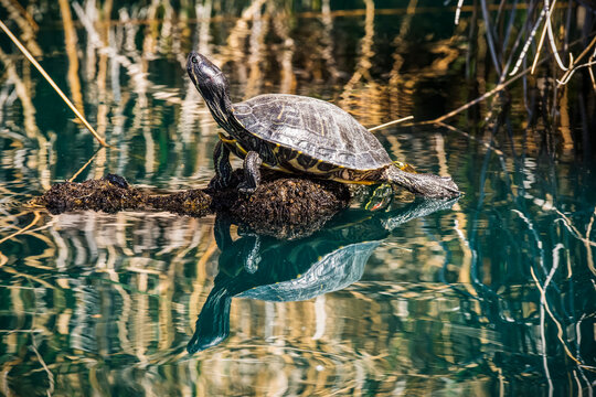 Pond Slider turtle (Trachemys scripta) sunning on a submerged log and showing its reflection in a pond at the Riparian Preserve at Water Ranch; Gilbert, Arizona, United States of America