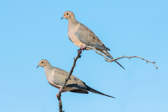 Pair of Mourning Doves (Zenaida macroura) perched on a bare branch against a blue sky; Casa Grande, Arizona, United States of America