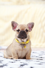 dog breed french bulldog