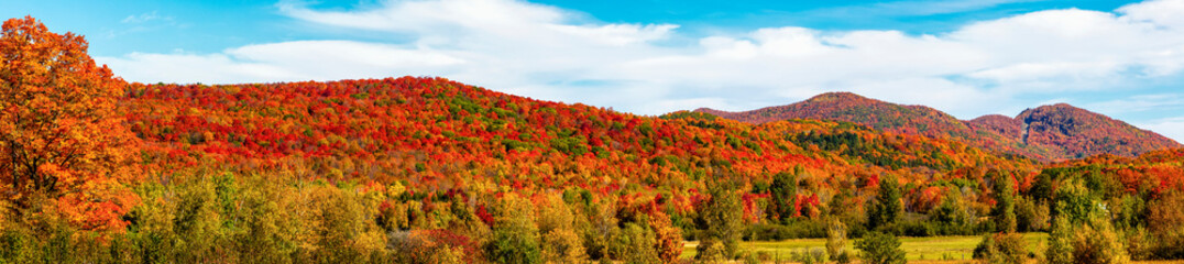 Vibrant autumn coloured foliage in the forests on the Laurentian Mountains; Quebec, Canada