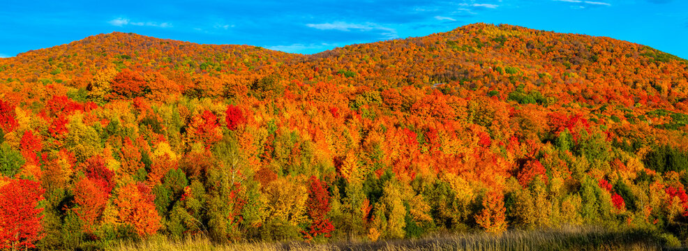 Vibrant autumn coloured foliage in the forests on the Laurentian Mountains; Quebec, Canada