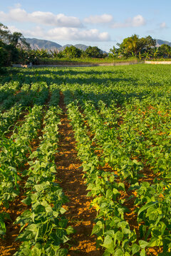 Young tobacco plants, Vinales Valley, Unesco World Heritage Site; Cuba