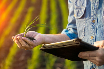 Farmer holding a seedling in his hand while using a tablet with a farm field and crop in the background at sunset; Alberta, Canada