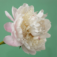 Delicate peony flower isolated on green background.