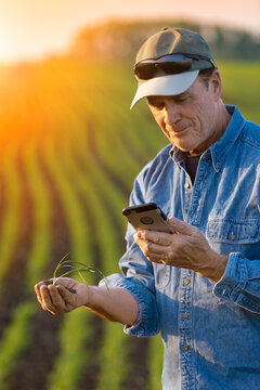Farmer holding a seedling in his hand with a farm field and crop in the background at sunset; Alberta, Canada