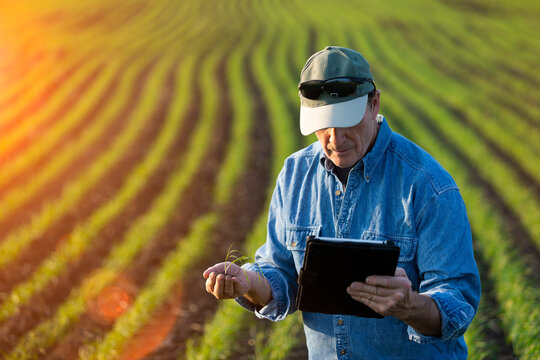 Farmer holding a seedling in his hand while using a tablet with a farm field and crop in the background at sunset; Alberta, Canada