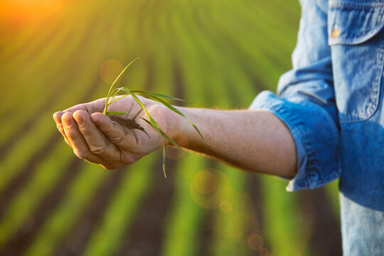 Farmer holding a seedling in his hand with a farm field and crop in the background at sunset; Alberta, Canada
