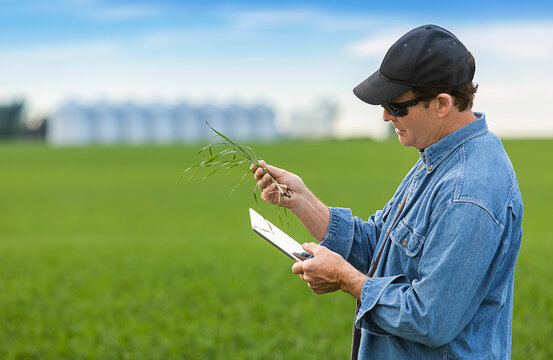 Farmer holding a seedling in his hand while using a tablet with a farm field and crop in the background; Alberta, Canada