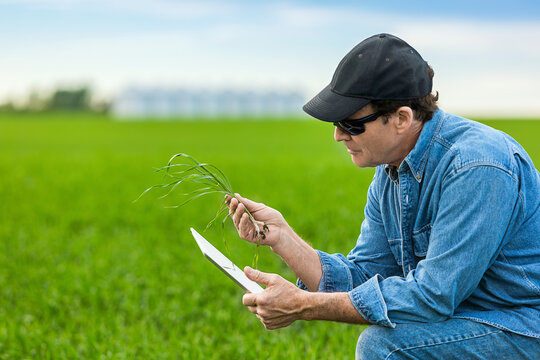 Farmer holding a seedling in his hand while using a tablet with a farm field and crop in the background; Alberta, Canada