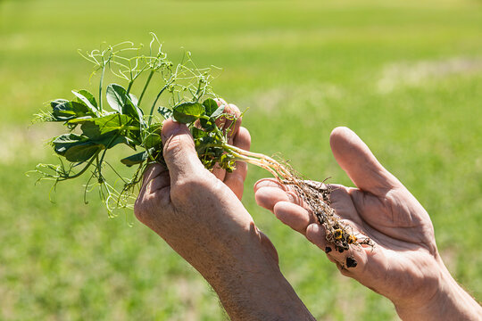 Farmer holding a seedling in his hand examining the roots with a farm field and crop in the background at sunset; Alberta, Canada