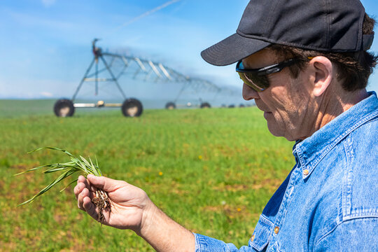 Farmer holding a seedling in his hand on an irrigated farm field; Alberta, Canada