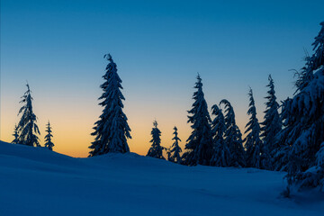 Snow-covered Christmas trees against the background of the evening orange sky