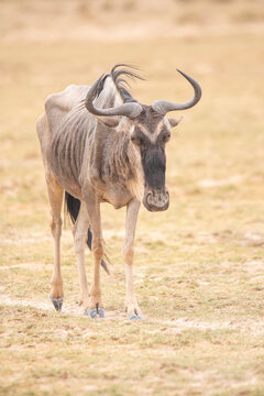 Wildebeest standing on dry grassy field