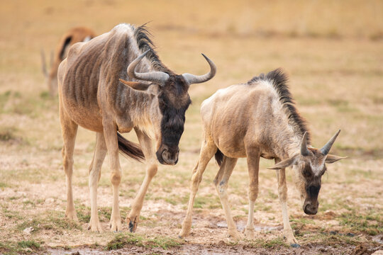 Wildebeest standing on dry grassy field