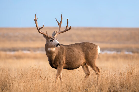 Mule deer buck (Odocoileus hemionus) standing in grass; Steamboat Springs, Colorado, United States of America