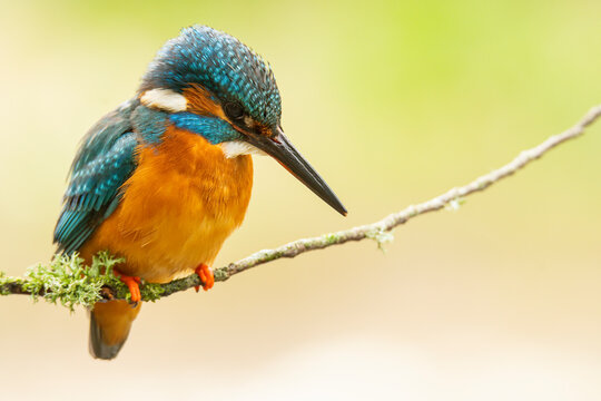 Colorful Kingfisher with long black beak