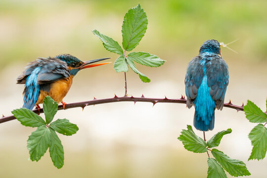 Colorful Kingfishers with long black beak