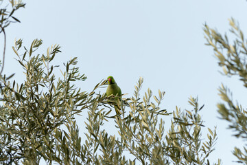 green parrot  on a olive  tree