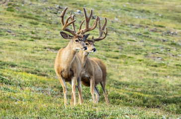 Two Mule deer (Odocoileus hemionus) stag with velvet on their antlers standing in green grass; Steamboat Springs, Colorado, United States of America