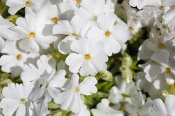 Fototapeta na wymiar Floral wallpaper of white styloid phlox outside.