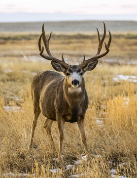 Mule deer (Odocoileus hemionus) stag with antlers standing in long grass looking at the camera; Steamboat Springs, Colorado, United States of America