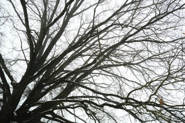 Tree branches without leaves in fog close-up