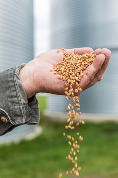 A farmer pouring a handful of harvested wheat; Alberta, Canada