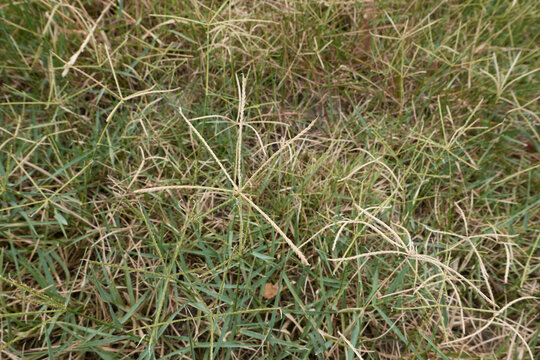 Cynodon dactylon grass 