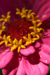 Zinnia elegans colorful flowers