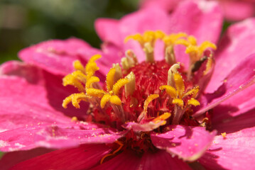 Zinnia elegans colorful flowers