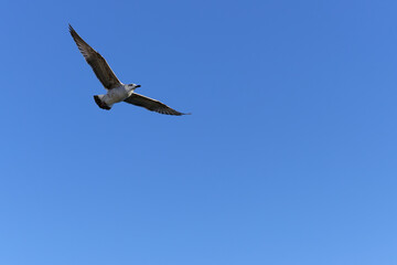 seagull in flight