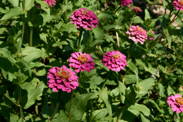Zinnia elegans colorful flowers