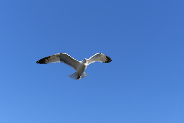 seagull in flight
