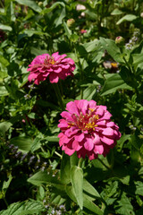 Fototapeta premium Zinnia elegans colorful flowers