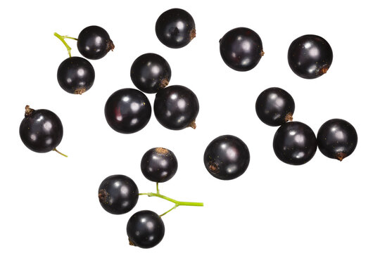 Blackcurrant (berries of Ribes nigrum), top view isolated png