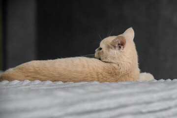 on the bed with his back to us lies a well-groomed cream cat of the British Shorthair breed