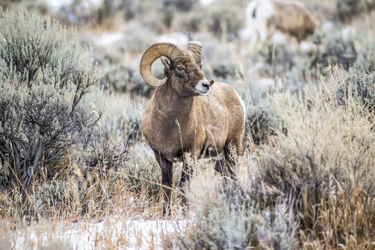 Bighorn Sheep ram (Ovis canadensis) stands in a sagebrush meadow in the North Fork of the Shoshone River valley near Yellowstone National Park; Wyoming, United States of America