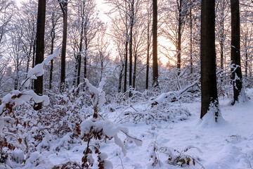 Märchenhafter Laubwald mit Schnee im Winter.