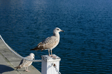 seagull on the pier