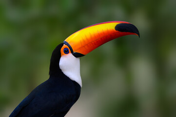 Fototapeta premium Toco Toucan closeup portrait on green background
