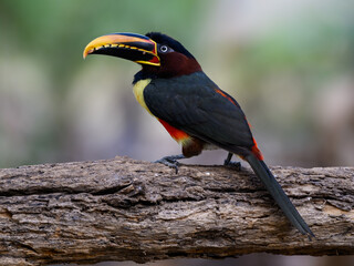 Chestnut-eared Aracari perched on log,  closeup portrait on green background in Pantanal, Brazil