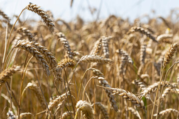 Fototapeta premium Gerstenfeld
