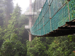Tree top canopy walkway in Danum Valley rainforest Lahad Datu Sabah Borneo